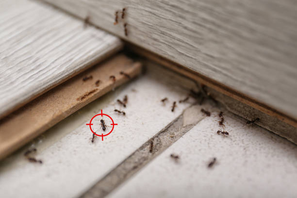 Best Commercial Pest Control Services  in Meyersdale, PA