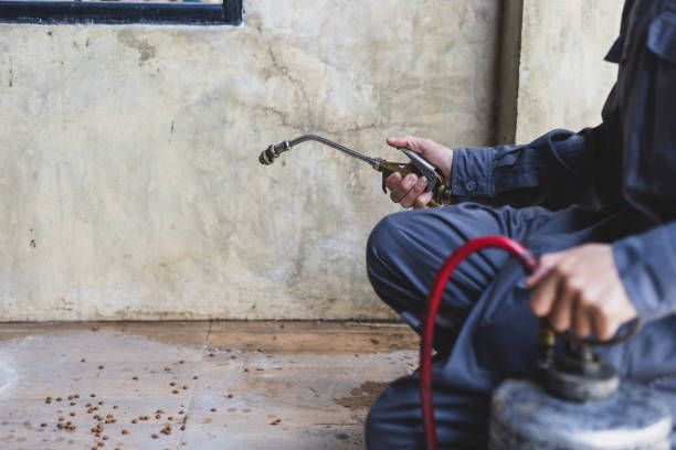 Best Affordable Pest Control Services  in Meyersdale, PA